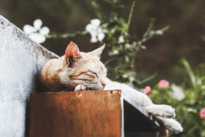 tips om van rust nemen een gewoonte te maken